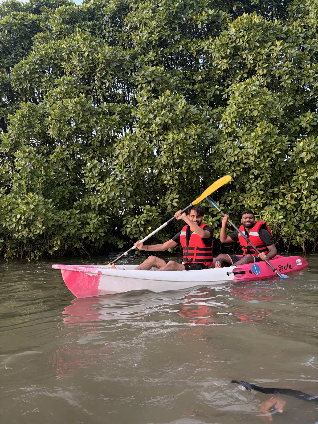 Kayakers moving along the mangroves